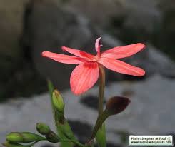 Attēlu rezultāti vaicājumam “Lophozia laxa”