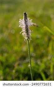 Attēlu rezultāti vaicājumam “Plantago media bud”