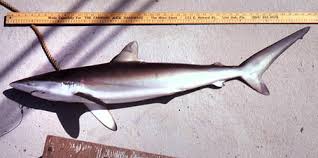Image result for Carcharhinus falciformis