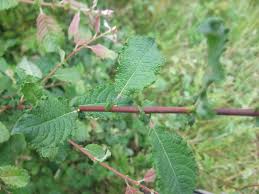 Attēlu rezultāti vaicājumam “Salix aurita flower”