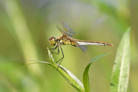 Attēlu rezultāti vaicājumam “Sympetrum flaveolum”