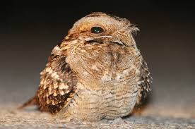 Image result for Caprimulgus ruficollis