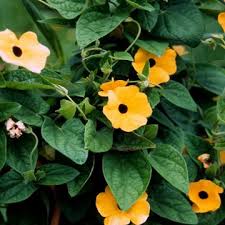 Image result for schwarzäugige Susanne