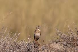 Image result for Anthus godlewskii