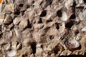 Image result for mountain top seashell