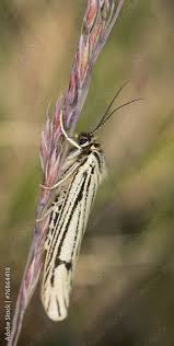 Attēlu rezultāti vaicājumam “Spiris striata”