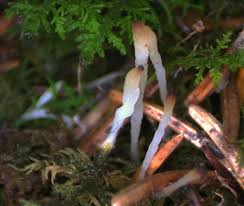 Attēlu rezultāti vaicājumam “Eocronartium muscicola”