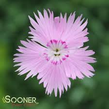 Image result for Dianthus gratianopolitanus