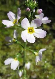 Attēlu rezultāti vaicājumam “Hottonia palustris leaf”