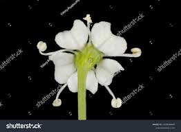 Attēlu rezultāti vaicājumam “Peucedanum oreoselinum flower”