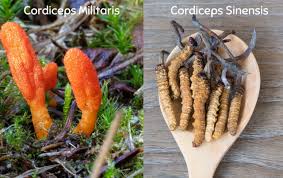 Attēlu rezultāti vaicājumam “Cordyceps militaris”