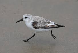 Attēlu rezultāti vaicājumam “Calidris alba”