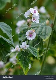 Image result for Althaea officinalis