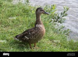 Attēlu rezultāti vaicājumam “Anas platyrhynchos female”