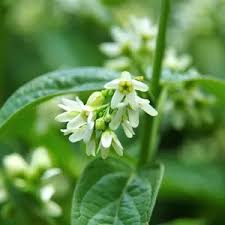 Attēlu rezultāti vaicājumam “Vincetoxicum hirundinaria leaf”