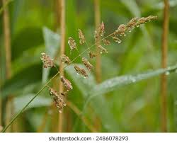 Attēlu rezultāti vaicājumam “Phalaroides arundinacea fruit”