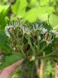 Attēlu rezultāti vaicājumam “Crataegus submollis”