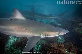 Image result for Galeorhinus galeus