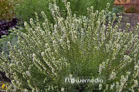 Attēlu rezultāti vaicājumam “Hyssopus officinalis flower”
