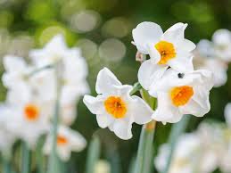 Attēlu rezultāti vaicājumam “Narcissus flower”