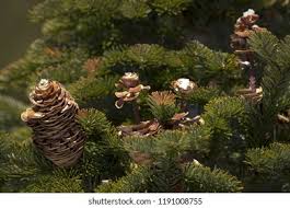 Attēlu rezultāti vaicājumam “Abies sibirica”