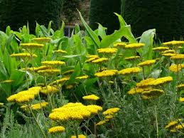 Image result for Achillea filipendulina