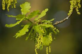 Attēlu rezultāti vaicājumam “Quercus robur female flower”