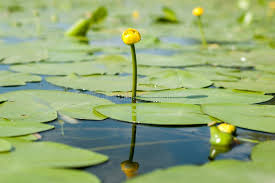 Attēlu rezultāti vaicājumam “Nuphar lutea”