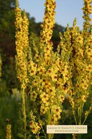 Image result for Verbascum nigrum