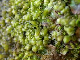 Attēlu rezultāti vaicājumam “Scapania nemorea”