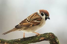 Image result for Passer montanus