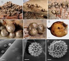 Attēlu rezultāti vaicājumam “Tubifera applanata sessile”