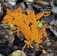 Attēlu rezultāti vaicājumam “Brefeldia maxima spores”