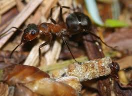 Attēlu rezultāti vaicājumam “Formica rufa imago”