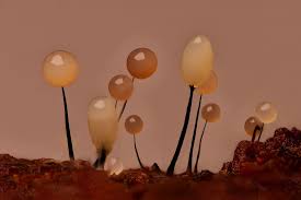 Attēlu rezultāti vaicājumam “Comatricha elegans var. microspora”