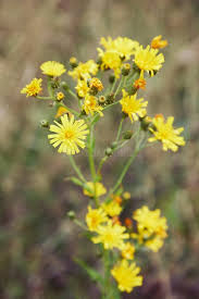 Attēlu rezultāti vaicājumam “Hieracium umbellatum bud”
