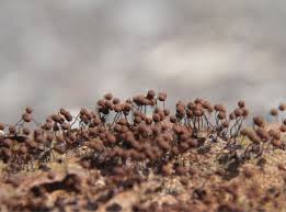 Attēlu rezultāti vaicājumam “Cribraria cancellata”