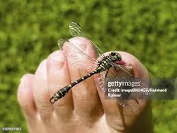 Attēlu rezultāti vaicājumam “Onychogomphus forcipatus”