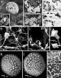 Attēlu rezultāti vaicājumam “Didymium megalosporum spores”
