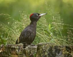 Attēlu rezultāti vaicājumam “Dryocopus martius”