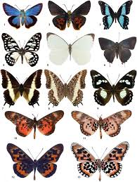 Image result for Papilionoidea