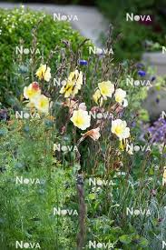 Image result for Oenothera odorata