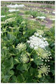 Attēlu rezultāti vaicājumam “Peucedanum palustre leaf”