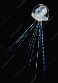 Attēlu rezultāti vaicājumam “Orthosia sp. larva”