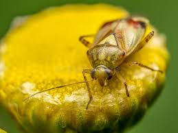 Attēlu rezultāti vaicājumam “Lygus pratensis imago”