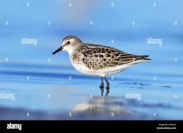 Attēlu rezultāti vaicājumam “Calidris minuta”