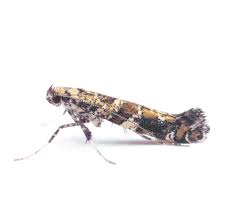 Attēlu rezultāti vaicājumam “Gracillaria syringella”