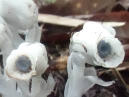 Image result for ギンリョウソウ