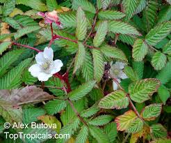 Attēlu rezultāti vaicājumam “Rubus illecebrosus fruit”