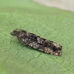 Attēlu rezultāti vaicājumam “Epinotia immundana”